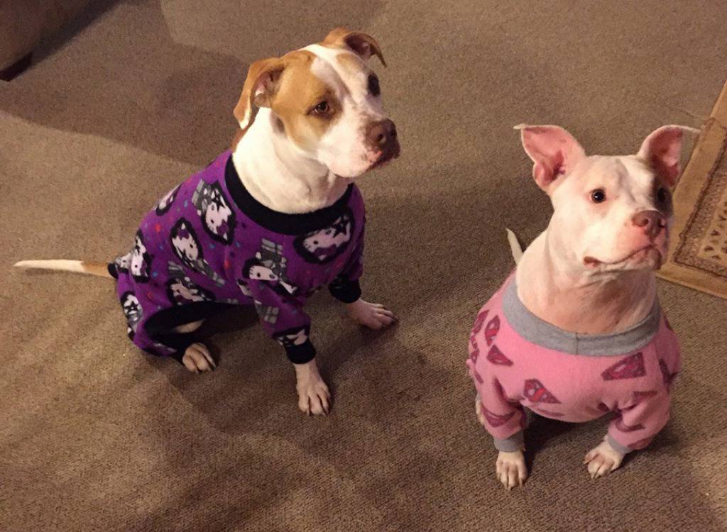 Pajamas for Pitbulls/Facebook