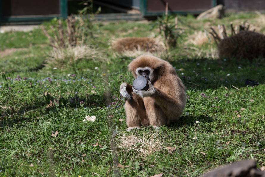 Gibon Kent prognozira: Tko će dobiti - Ukrajina ili Hrvatska?