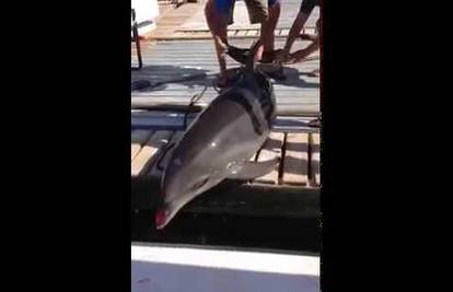 Ne viđa se svaki dan: Nestašni delfin iz vode uskočio u čamac