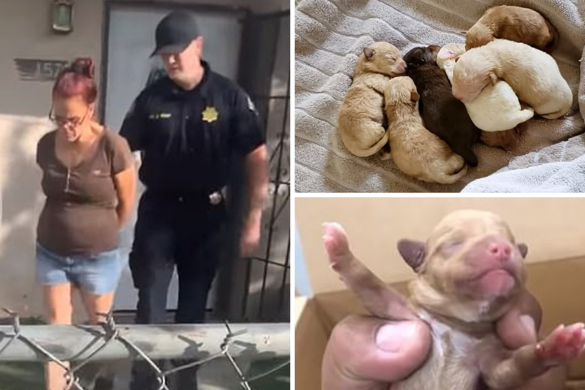 Uhvatila je kamera: Žena bacila vreću punu štenaca u kontejner