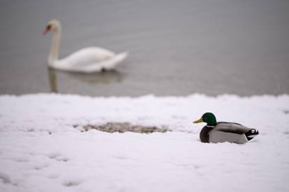 FOTO Snježna idila u Zagrebu: Djeca su već izvukla sanjke, na Jarunu se patke trude ugrijati