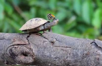 Leptiri iz zapadne Amazone piju suze kornjača