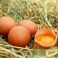 Prevencija salmonele: Evo kako kupiti, čuvati i pripremati jaja