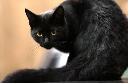 Crna mačka: Ako ne presiječe put, ljudima ipak nosi sreću