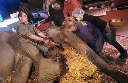 Cirkuskoj slonici hitno operirana mrena na oku