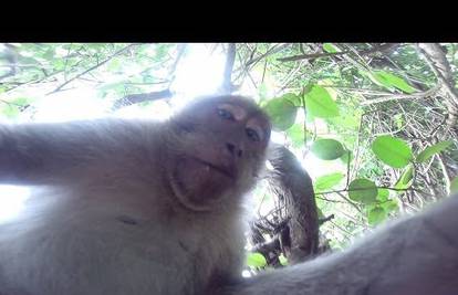 Nestašni majmun ukrao skupu kameru, pa snimio kratki filmić