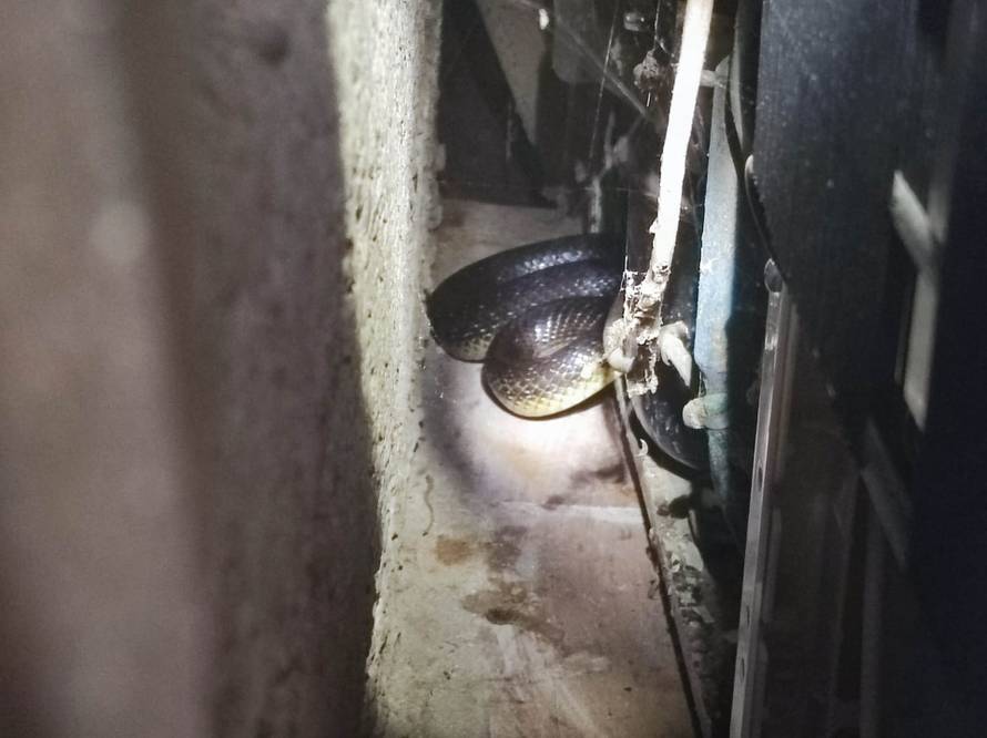 Najezda zmija: U Vrbovskom se zmije uvukle u grede, u kući u Zagrebu ih pronašli pri parenju