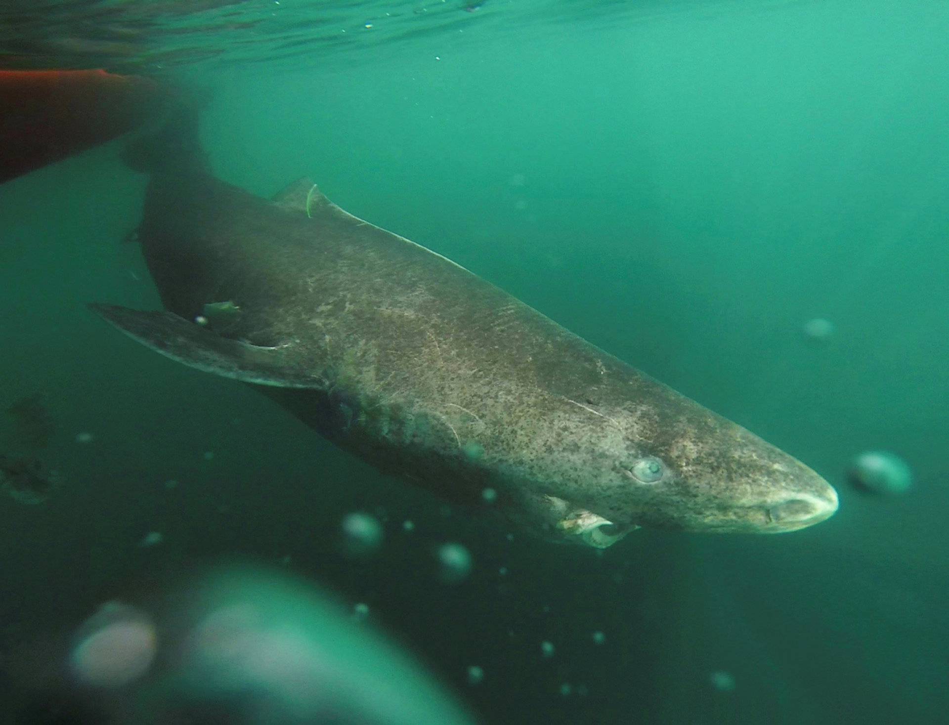 A Greenland shark swims away from a research boat, returning to the deep and cold waters of the Uummannaq Fjord in northwestern Greenland