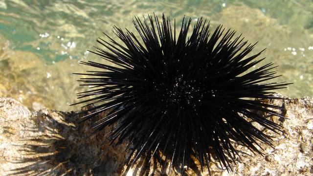 S.O.S. na plaži: Ubodu ježinca treba pristupiti vrlo oprezno