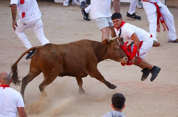 A reveller is tossed by a wild cow at the bullring