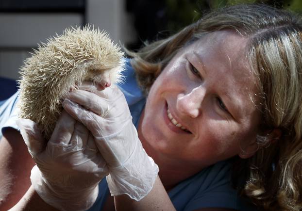 Ultra rare Albino Hedgehog rescued