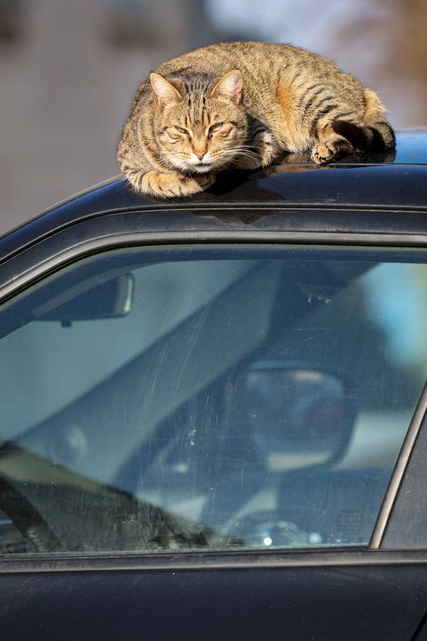 Zadar: Mace uživaju u sunčanom danu