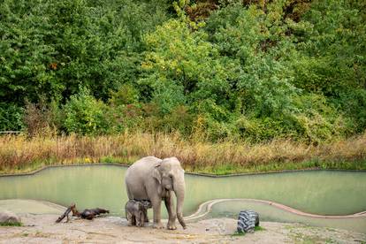 A baby elephant is seen near its mother Surin at outdoor facility of the Copenhagen Zoo