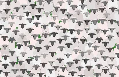 Među ovim ovcama skriva se i jedna koza. Možete li ju naći?