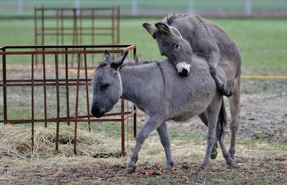 Seks nije pristojan: Razdvojili napaljene magarce u Zoo vrtu