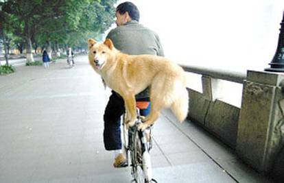 Pas postao pravi akrobat na gazdinom biciklu 