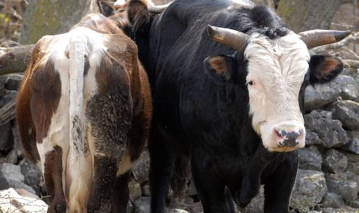 Krupa kraj Obrovca: Napaljeni bik selom 'naganja' krave 