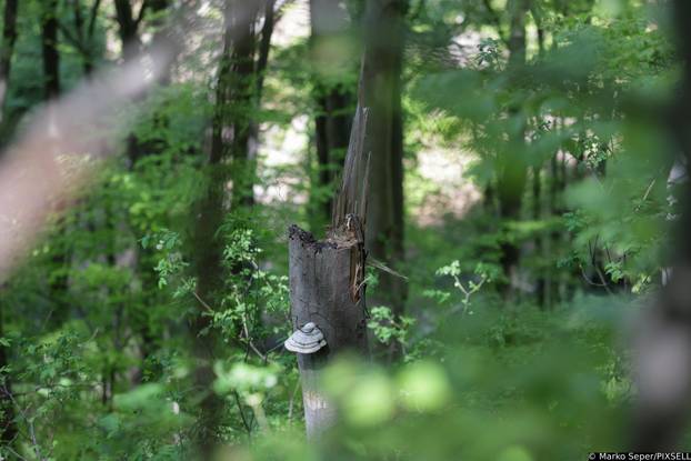 Zagreb: Tri tjedna nakon razorne oluje na Sljemenu i dalje vidljive posljedice 