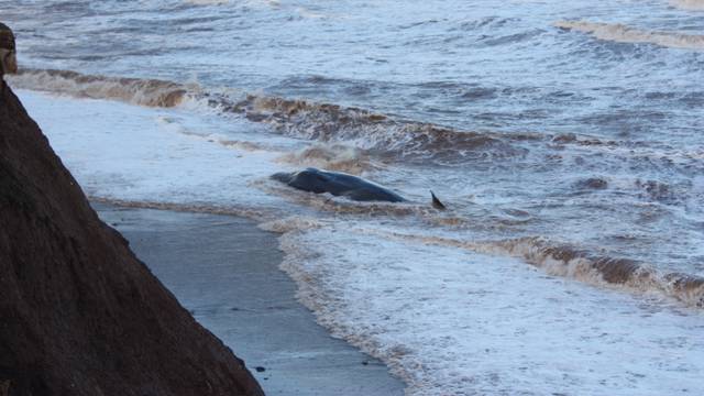 Whales washed up on East Yorkshire beach