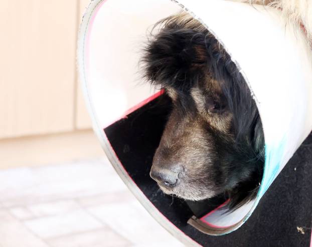 24sata Kistanje: Pas Shadow ranjen u borbi sa vukovima 