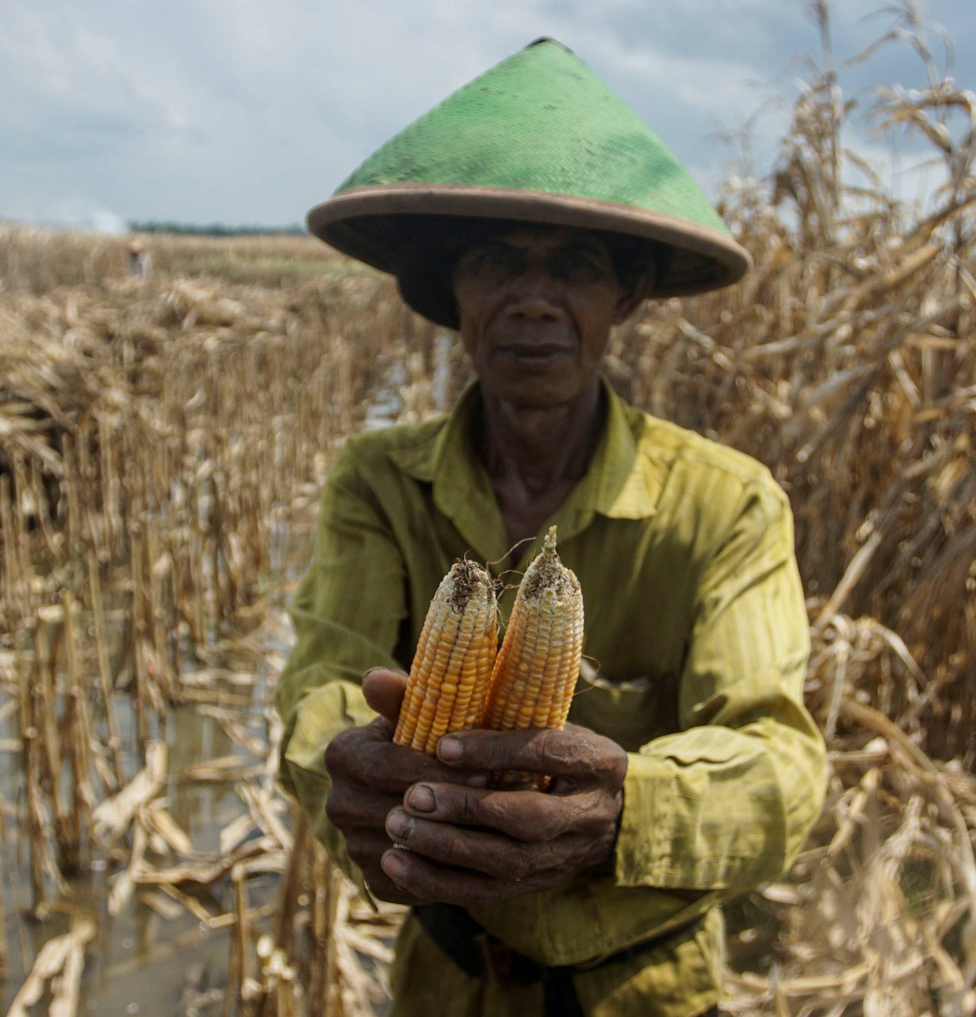 A farmer shows bad corn during harvest at Srigading village in Yogyakarta