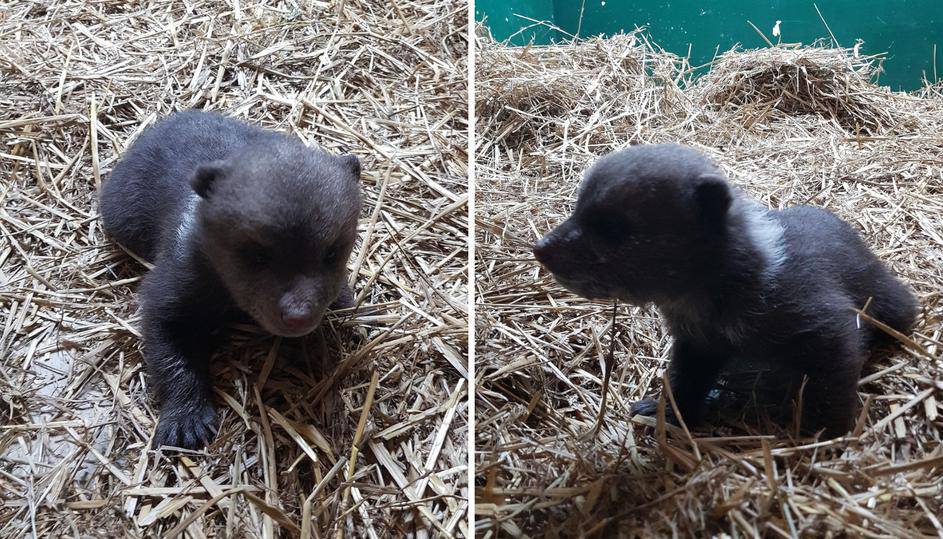 Heroji zagrebačkog zoološkog: Ove bebe spasili u zadnji tren...