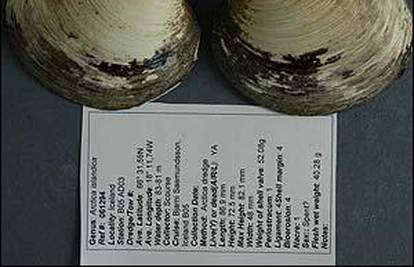 Britanija: Pronašli školjku staru gotovo 410 godina 