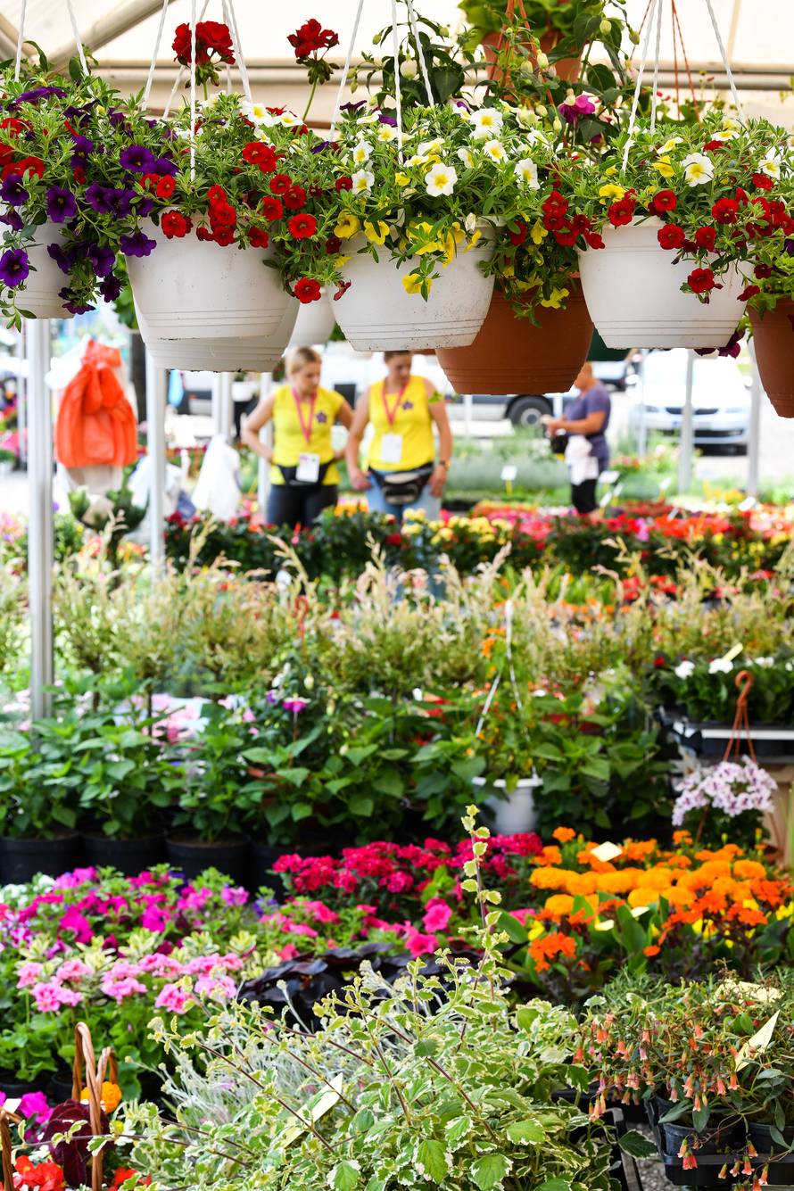 Floraart: Sadnice cvijeća od 2 kune, a za 25 mini vrt u posudi