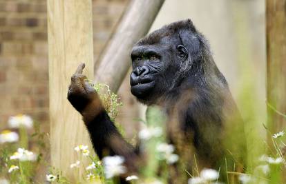 'Što gledaš?!': Ljuta je gorila fotografu pokazala 'srednjak'