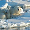Topi se led: Polarni medvjedi bit će nam susjedi, ako prežive