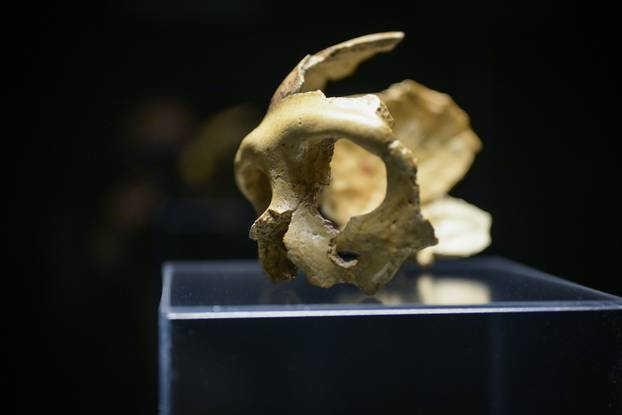 Zagreb: Otvorenje izložbe Lubanja C u Prirodoslovnom muzeju