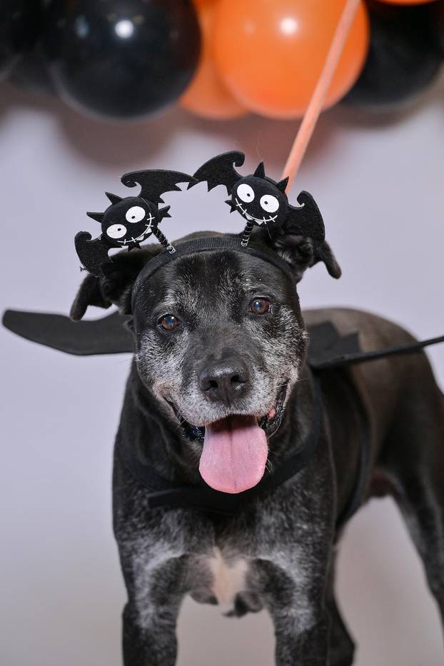 Sklonište u Dumovcu poziva na posebno jesensko udomljavanje pasa i mačaka