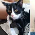 Slatka maca u dvije godine od crne postala bijela zbog bolesti