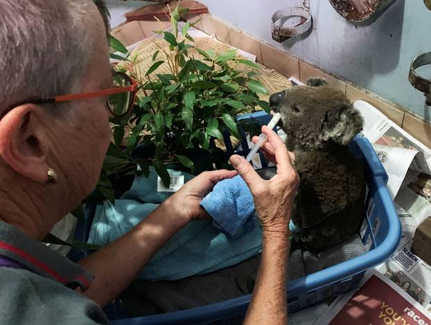 A burnt koala named Anwen, rescued from Lake Innes Nature Reserve, receives formula at the Port Macquarie Koala Hospital ICU in Port Macquarie