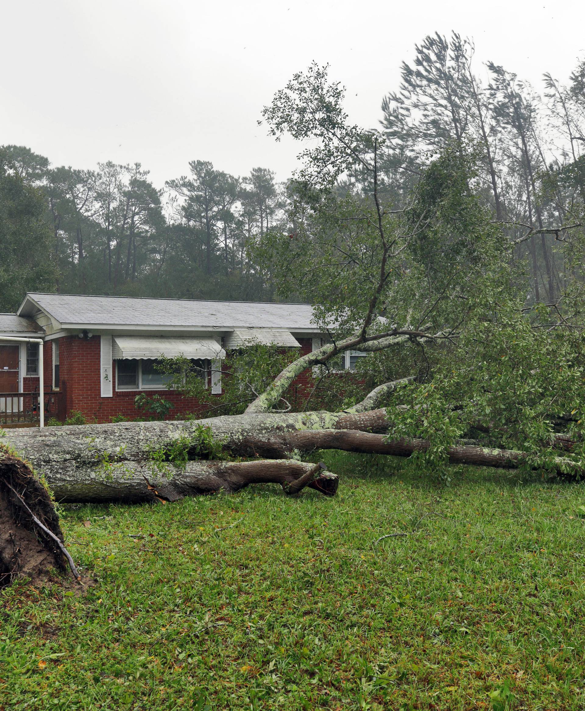A tree uprooted by Hurricane Florence lies in front of a home in Wilmington, North Carolina