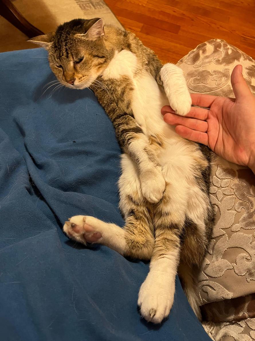 Zagrepčanin: 'Moja Šapica je najstarija maca u Hrvatskoj'