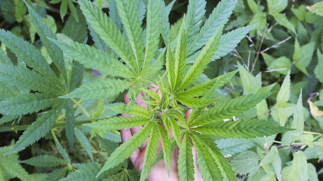 Uzgajali marihuanu na Korčuli: Dijelili je i prodavali učenicima
