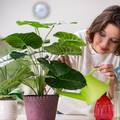 Na svakih 9 m2 stavite jednu biljku i pročistite zrak u domu