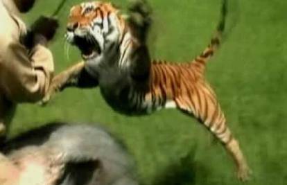 Tigrica zaskočila slona pa teško ozlijedila lovočuvara