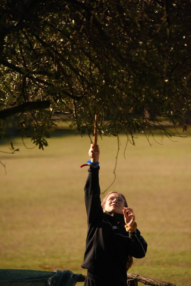Stara maslina na Brijunima jedno je od najstarijih stabala masline na Mediteranu