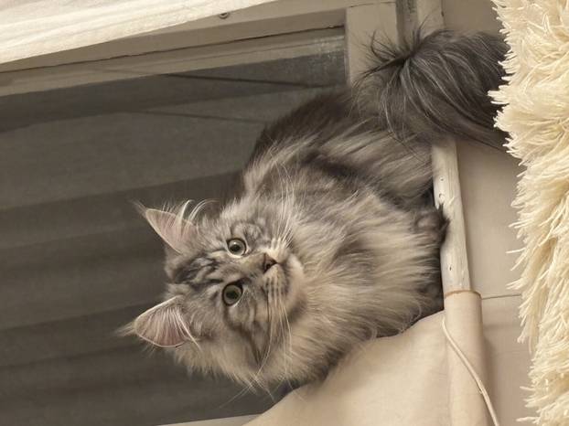 SUPER FOTKE vaših ljubimaca! Neki bi mogli biti viralni hit, ali svi su jednostavno neodoljivi