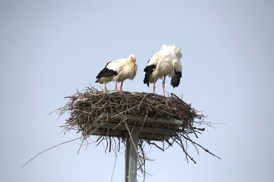Vratile se prve rode u Zagreb: Stigle iz Afrike i našle gnijezda
