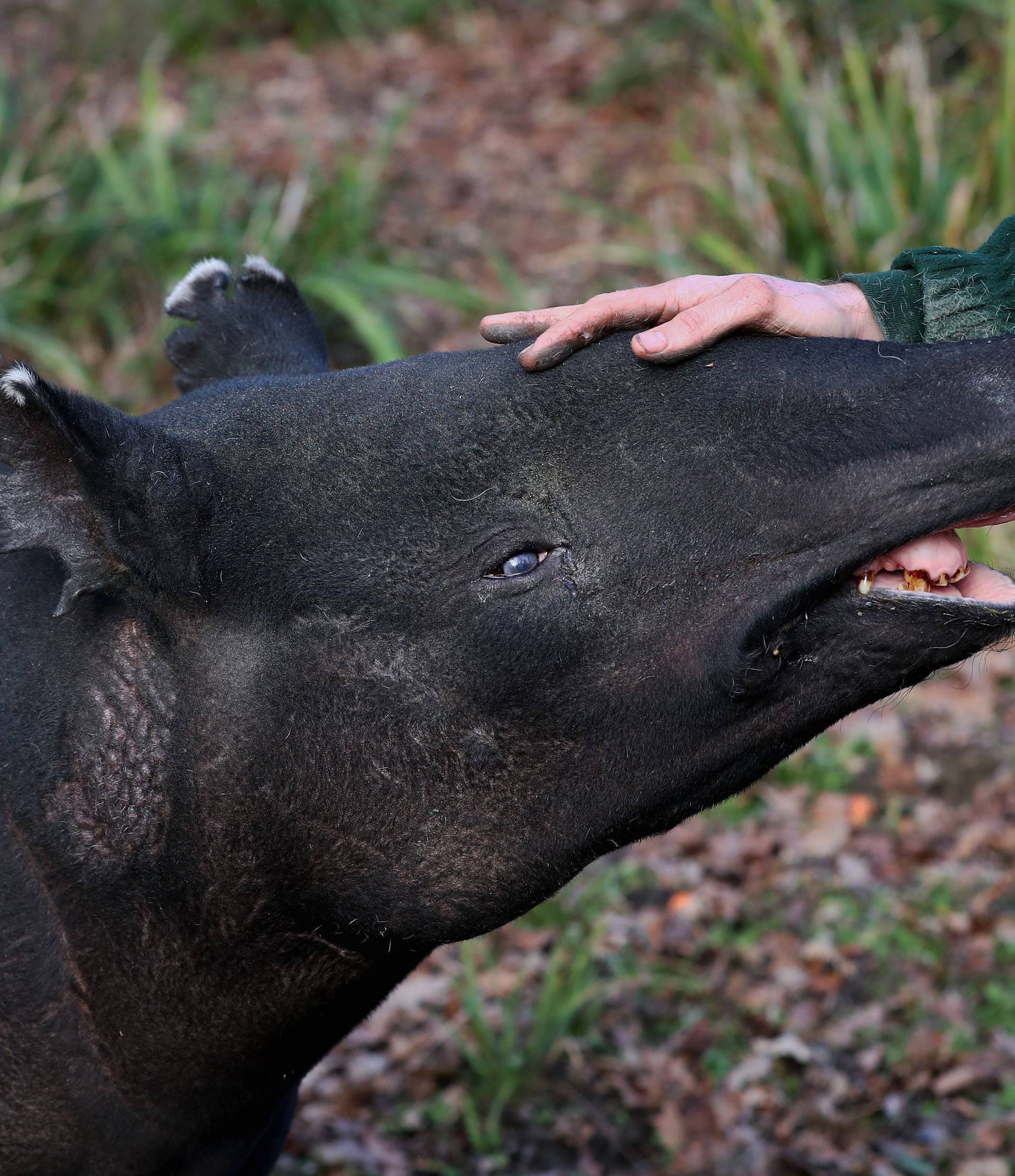 Europe's oldest Malayan tapir
