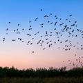 Znanstvenici otkrili kako ptice uspiju tako precizno navigirati