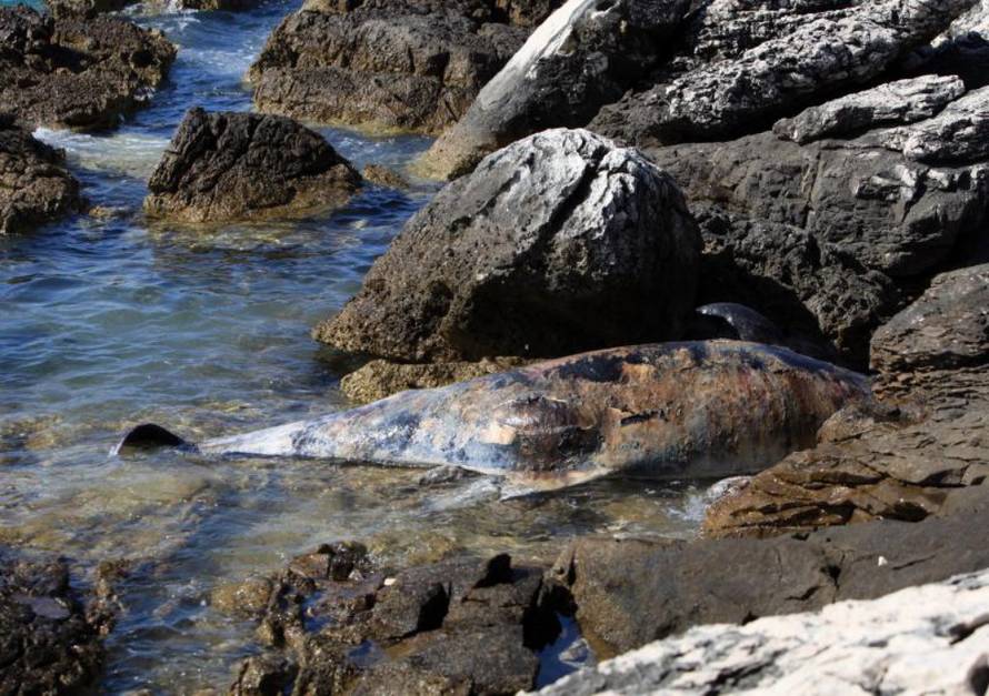 Duško Jaramaz/PIXSELL