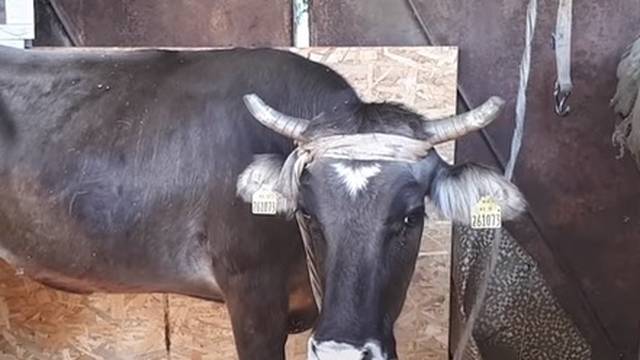 'Prebjegla' je u Srbiju: Bugari ipak neće ubiti kravu Penku...