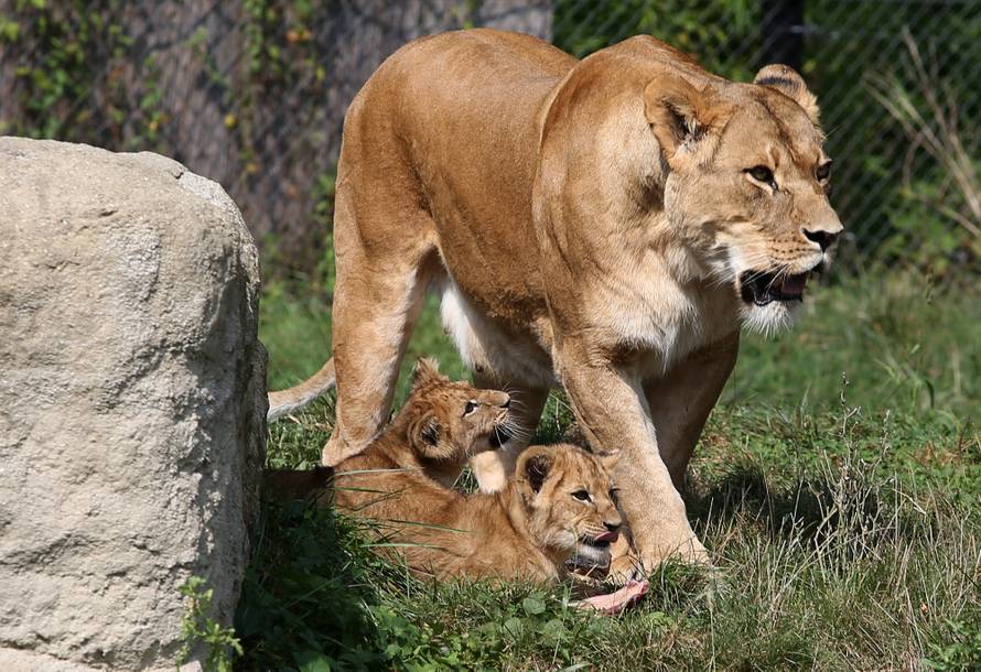 Mama ih pazi: Zagrebački lavići će se zvati Dunja i Mazalo?