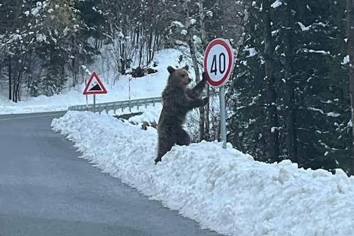 HIT FOTKA! Medo naslonjen na znak u Gorskom kotaru: 'Barem netko brine o na&scaron;im cestama...'