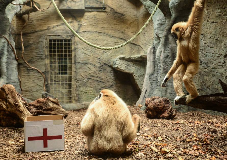 Gibon Kent predvidio pobjedu Hrvatske: Danas nije oklijevao