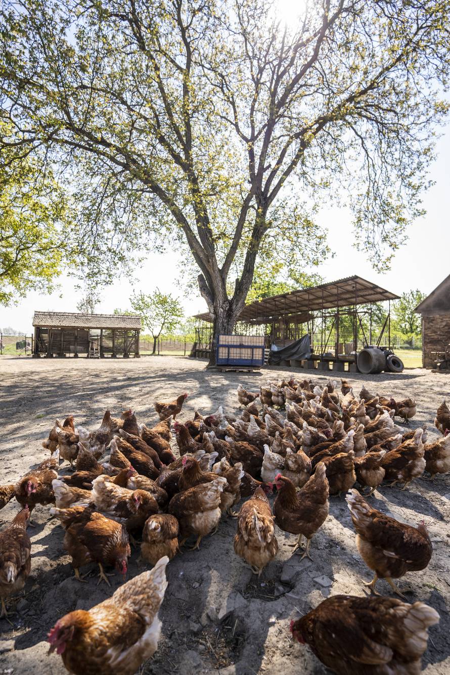 Jeste li u prehranu uključili jaja iz slobodnog uzgoja?